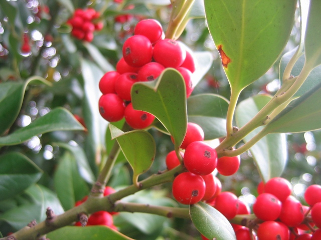 Ilex aquifolium (Agrifoglio)